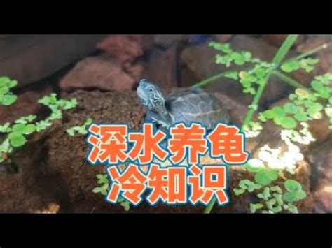 深水養龜|深水養龜的8個冷知識，來源於周轉龜的淺水過背養龜。